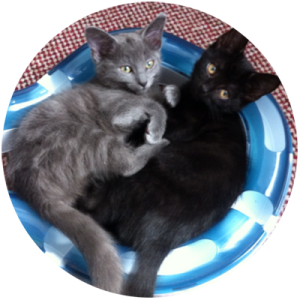 cat sitting whitley bay
