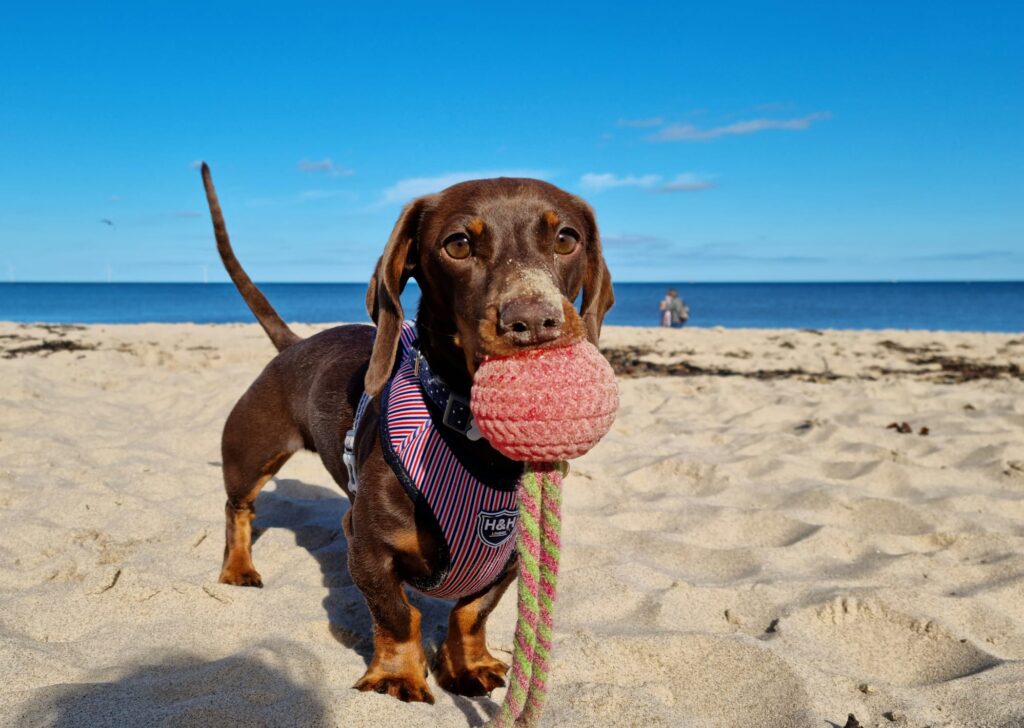 dog walker tynemouth