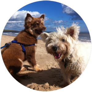 dog walking whitley bay
