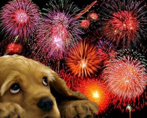 dogs-with-fireworks