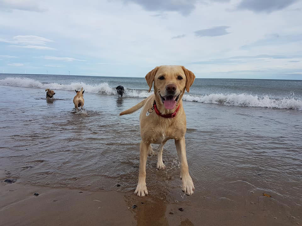 Dog Walker Whitley Bay
