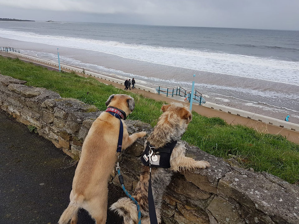 Dog Walker Whitley Bay